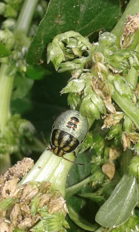 Neanide di Piezodorus lituratus (Pentatomidae)?